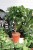 FICUS MOCLAME (5).JPG