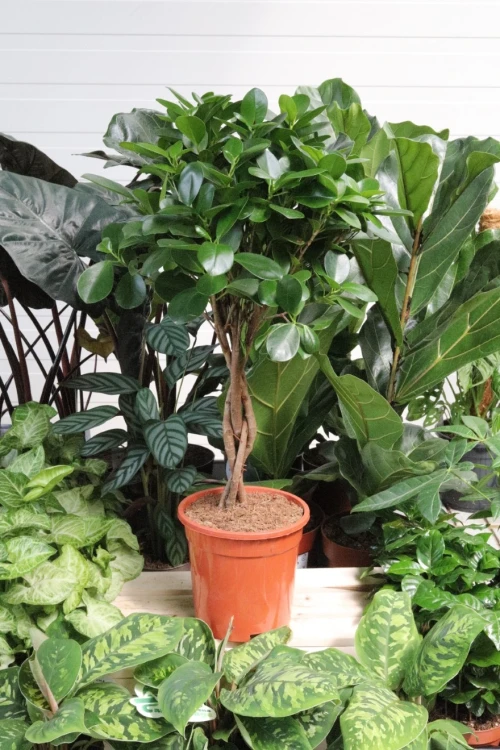 FICUS MOCLAME (5).JPG