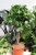 FICUS MOCLAME (1).JPG