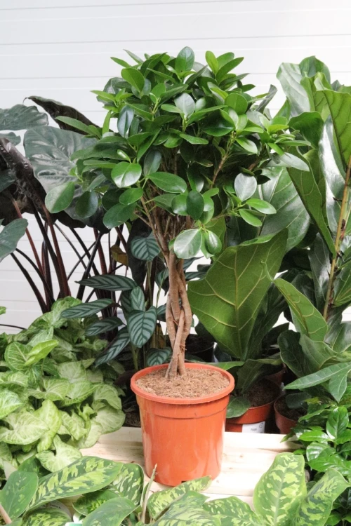 FICUS MOCLAME (2).JPG