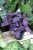 TRZYKROTKA PURPLE HEART (2).JPG