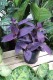 TRZYKROTKA PURPLE HEART (2).JPG
