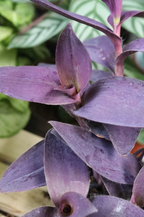 TRZYKROTKA PURPLE HEART (1).JPG