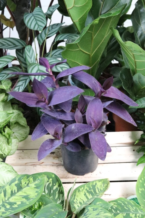TRZYKROTKA PURPLE HEART (3).JPG