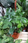 Philodendron Florida Green (Filodendron) XL
