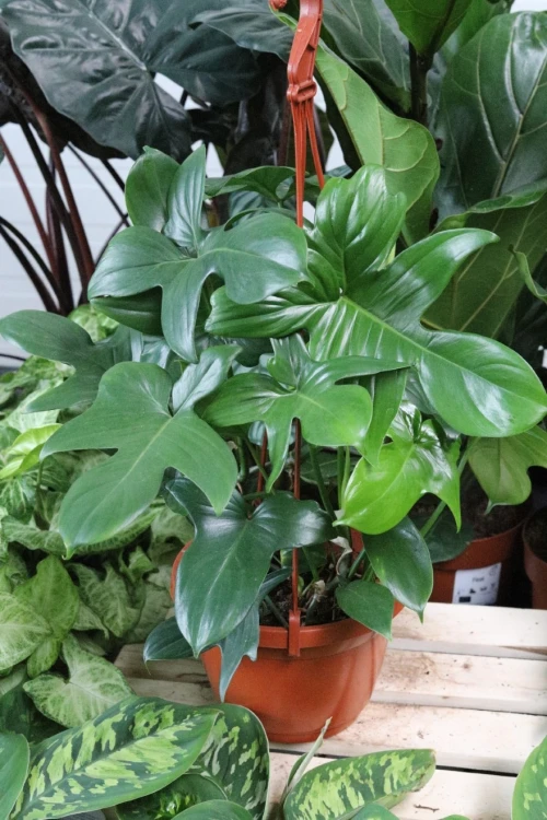 PHILODENDRON FLORIDA GREEN XL (4).JPG