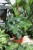 PHILODENDRON FLORIDA GREEN XL (5).JPG