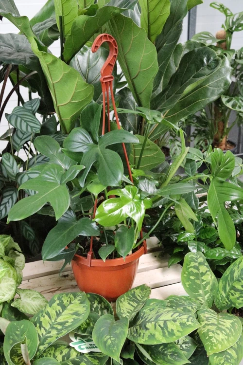 PHILODENDRON FLORIDA GREEN XL (1).JPG