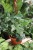 PHILODENDRON FLORIDA GREEN XL (2).JPG
