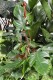 PHILODENDRON SQUAMIFERUM XL (1).JPG