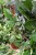 PHILODENDRON SQUAMIFERUM XL (2).JPG