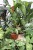 PHILODENDRON SQUAMIFERUM XL (3).JPG