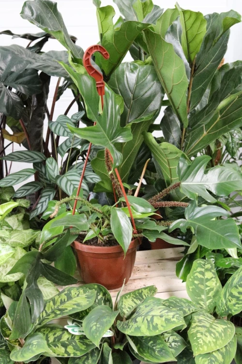 PHILODENDRON SQUAMIFERUM XL (3).JPG