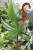 PHILODENDRON SQUAMIFERUM XL (4).JPG