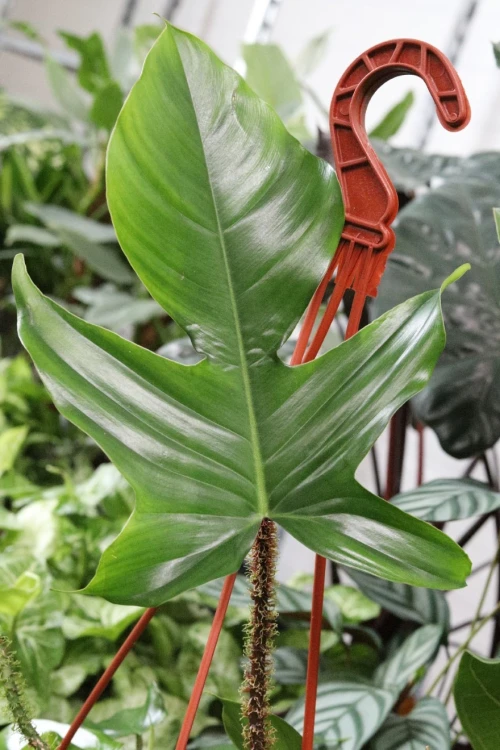 PHILODENDRON SQUAMIFERUM XL (4).JPG