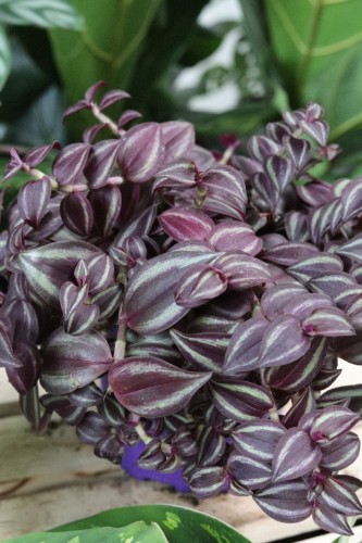 TRADESCANTIA PINK PARADISE (1).JPG