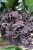 TRADESCANTIA PINK PARADISE (1).JPG