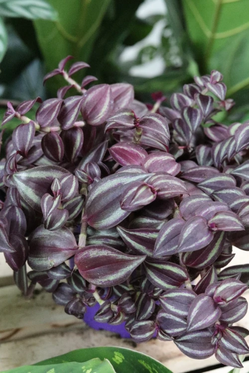 TRADESCANTIA PINK PARADISE (1).JPG