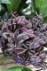 TRADESCANTIA PINK PARADISE (1).JPG