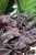 TRADESCANTIA PINK PARADISE (2).JPG