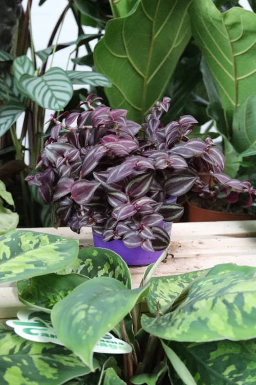 TRADESCANTIA PINK PARADISE (4).JPG