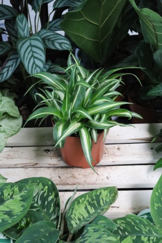 chlorophytum variegatum (1).JPG