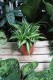 chlorophytum variegatum (1).JPG