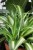 chlorophytum variegatum (2).JPG