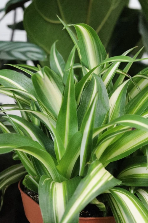 chlorophytum variegatum (2).JPG