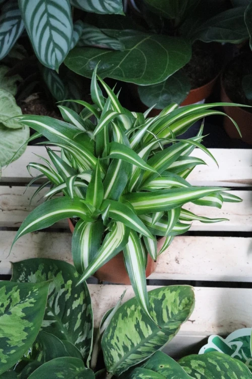 chlorophytum variegatum (3).JPG