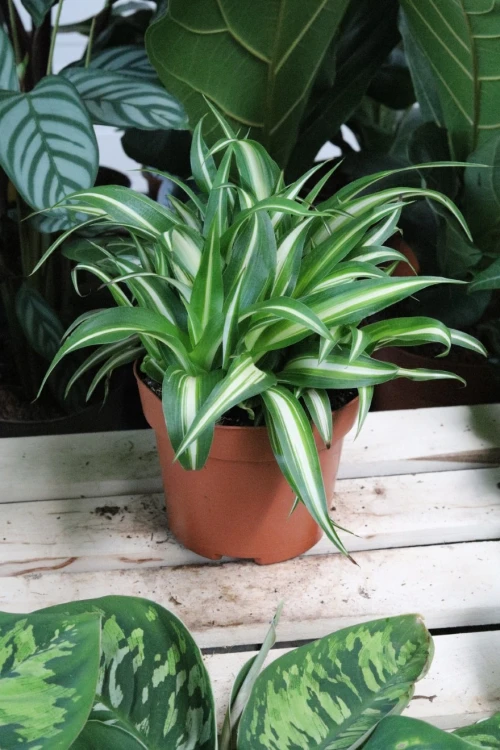 chlorophytum variegatum (4).JPG