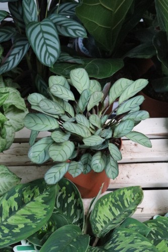 Ctenanthe burle-marxii ‘Amagris’ – elegancka roślina doniczkowa o srebrzysto-zielonych liściach z subtelnym, dekoracyjnym wzorem.