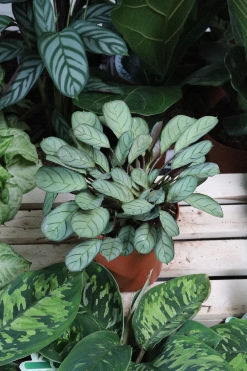 Ctenanthe burle-marxii ‘Amagris’ – elegancka roślina doniczkowa o srebrzysto-zielonych liściach z subtelnym, dekoracyjnym wzorem.