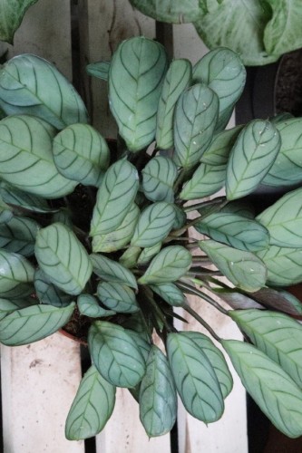 Ctenanthe burle-marxii ‘Amagris’ w aranżacji wnętrza – tropikalna roślina doniczkowa, która wprowadza do przestrzeni spokój, świeżość i naturalną elegancję.