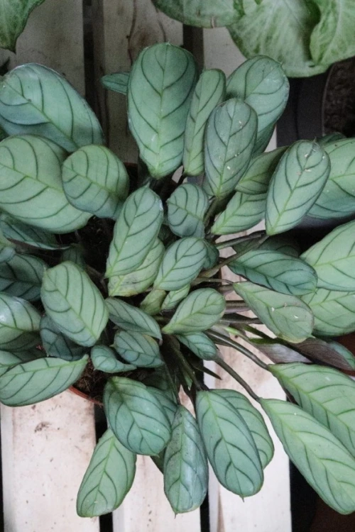 Ctenanthe burle-marxii ‘Amagris’ w aranżacji wnętrza – tropikalna roślina doniczkowa, która wprowadza do przestrzeni spokój, świeżość i naturalną elegancję.