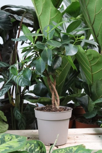 ficus maya (1).JPG