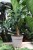 ficus maya (1).JPG