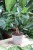 ficus maya (2).JPG