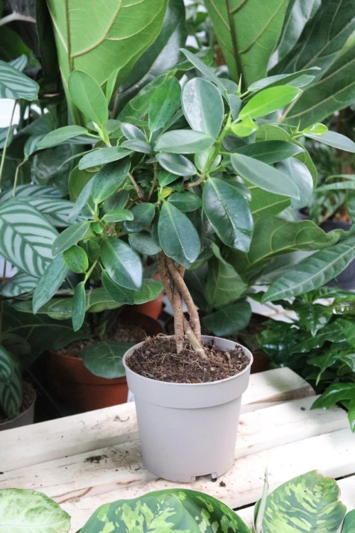 ficus maya (2).JPG