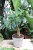 ficus maya (3).JPG