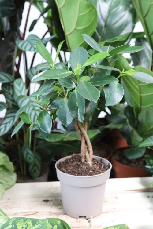ficus maya (3).JPG