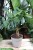 ficus maya (4).JPG