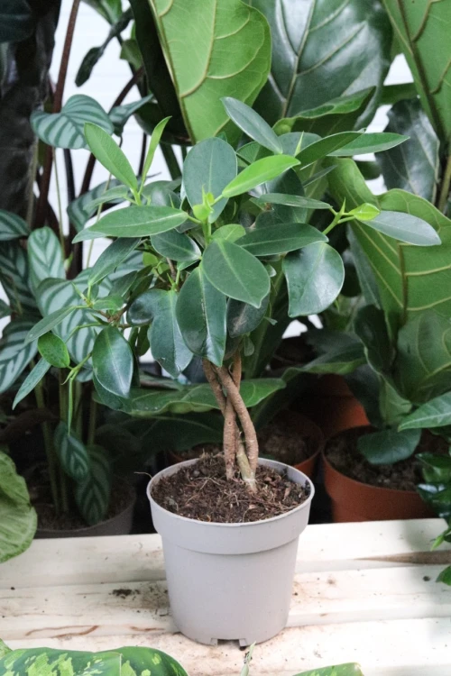 ficus maya (4).JPG
