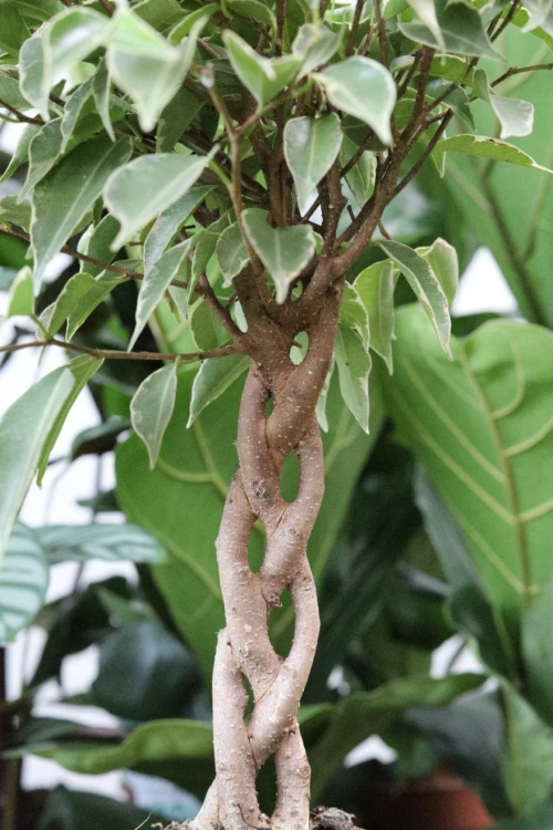 ficus benjamina nina (1).JPG