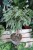 ficus benjamina nina (2).JPG