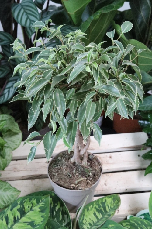 ficus benjamina nina (2).JPG