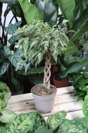 ficus benjamina nina (3).JPG