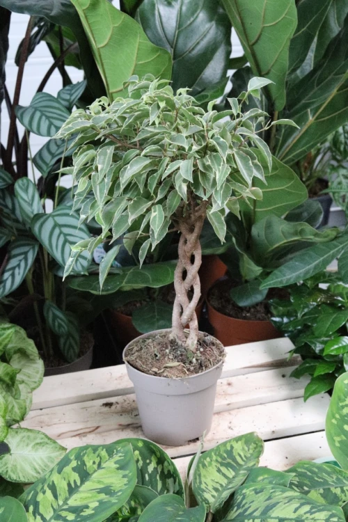 ficus benjamina nina (3).JPG