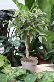 ficus benjamina nina (4).JPG