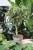 ficus benjamina nina (4).JPG